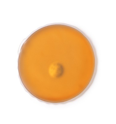 Pomarańczowy